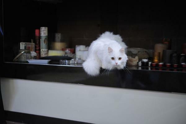 לינה וארוחת בוקר בארי Gatto Bianco House מראה חיצוני תמונה